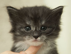 Wildfee's Quiterie - 4 Wochen alt