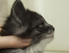 Wildfee's Quiterie - 4 Wochen alt