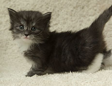 Wildfee's Quiterie - 4 Wochen alt