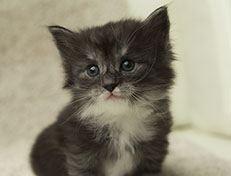 Wildfee's Quiterie - 4 Wochen alt