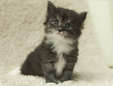 Wildfee's Quiterie - 4 Wochen alt