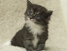 Wildfee's Quiterie - 4 Wochen alt