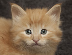 Wildfee's Quentin J.T - 5 Wochen alt