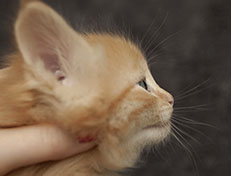 Wildfee's Quentin J.T - 5 Wochen alt