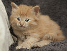 Wildfee's Quentin J.T - 5 Wochen alt