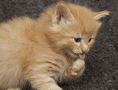 Wildfee's Quentin J.T - 5 Wochen alt