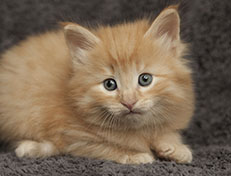 Wildfee's Quentin J.T - 5 Wochen alt