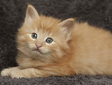 Wildfee's Quentin J.T - 5 Wochen alt