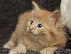 Wildfee's Quentin J.T - 5 Wochen alt