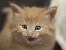 Wildfee's Quentin J.T - 5 Wochen alt