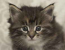 Wildfee's Quinn - 5 Wochen alt