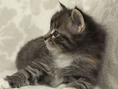 Wildfee's Quinn - 5 Wochen alt