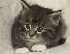 Wildfee's Quinn - 5 Wochen alt