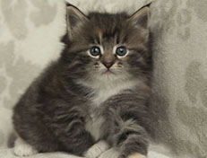 Wildfee's Quinn - 5 Wochen alt