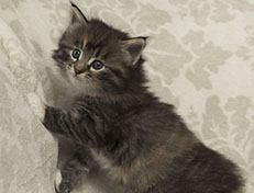 Wildfee's Quinn - 5 Wochen alt