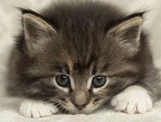 Wildfee's Quinn - 5 Wochen alt