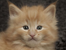 Wildfee's Quintilian - 5 Wochen alt