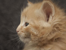 Wildfee's Quintilian - 5 Wochen alt