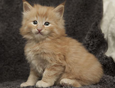 Wildfee's Quintilian - 5 Wochen alt