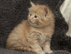 Wildfee's Quintilian - 5 Wochen alt