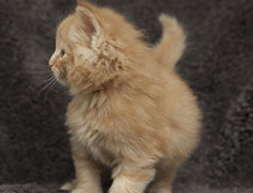 Wildfee's Quintilian - 5 Wochen alt