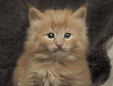 Wildfee's Quintilian - 5 Wochen alt