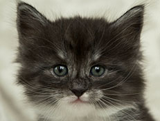 Wildfee's Quiterie - 5 Wochen alt