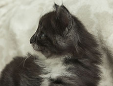 Wildfee's Quiterie - 5 Wochen alt