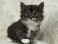 Wildfee's Quiterie - 5 Wochen alt