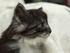 Wildfee's Quiterie - 5 Wochen alt