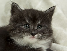 Wildfee's Quiterie - 5 Wochen alt