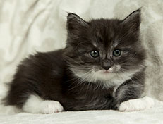 Wildfee's Quiterie - 5 Wochen alt