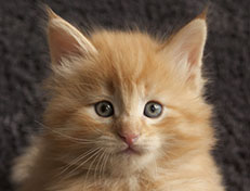 Wildfee's Quentin J.T - 6 Wochen alt