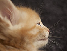 Wildfee's Quentin J.T - 6 Wochen alt