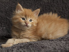 Wildfee's Quentin J.T - 6 Wochen alt