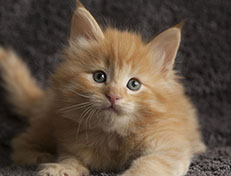 Wildfee's Quentin J.T - 6 Wochen alt