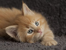 Wildfee's Quentin J.T - 6 Wochen alt