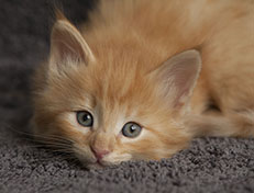 Wildfee's Quentin J.T - 6 Wochen alt