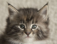 Wildfee's Quinn - 6 Wochen alt