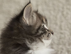 Wildfee's Quinn - 6 Wochen alt