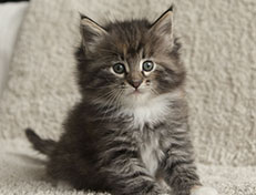 Wildfee's Quinn - 6 Wochen alt