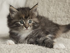 Wildfee's Quinn - 6 Wochen alt