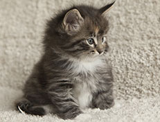 Wildfee's Quinn - 6 Wochen alt