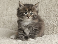 Wildfee's Quinn - 6 Wochen alt