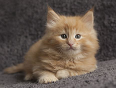 Wildfee's Quintilian - 6 Wochen alt