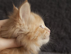 Wildfee's Quintilian - 6 Wochen alt