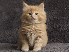 Wildfee's Quintilian - 6 Wochen alt