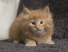 Wildfee's Quintilian - 6 Wochen alt