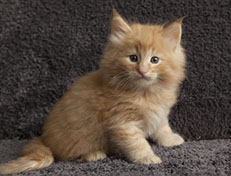 Wildfee's Quintilian - 6 Wochen alt