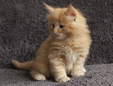 Wildfee's Quintilian - 6 Wochen alt